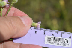 Erigeron acris podolicus