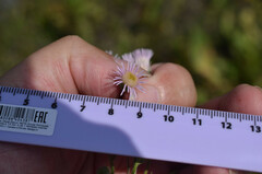 Erigeron acris podolicus