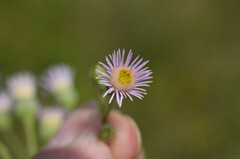 Erigeron acris podolicus