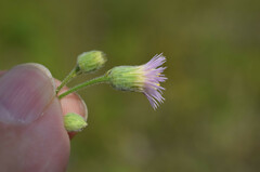 Erigeron acris podolicus