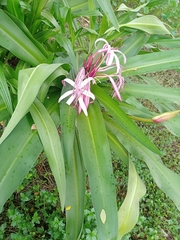 Crinum × amabile