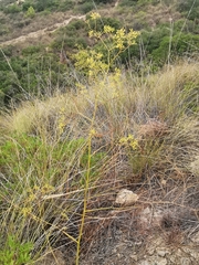 Bupleurum rigidum paniculatum