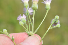 Erigeron acris podolicus