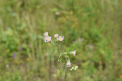 Erigeron acris podolicus