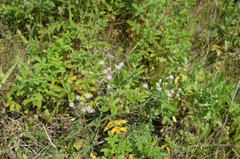 Erigeron acris podolicus