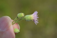 Erigeron acris podolicus