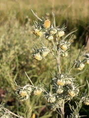 Artemisia jacutica
