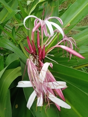 Crinum × amabile