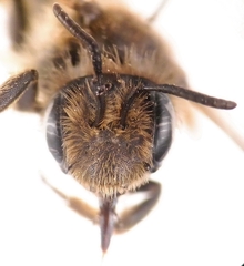 Andrena humilis