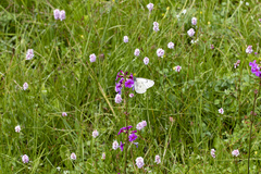 Aporia delavayi