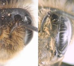 Andrena humilis