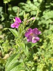 Epilobium hirsutum