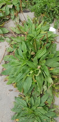 Plantago depressa