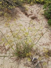 Bupleurum rigidum paniculatum