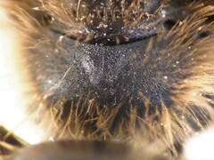 Andrena humilis