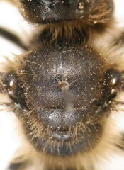 Andrena humilis