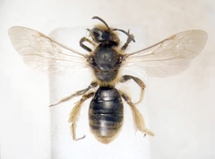 Andrena humilis