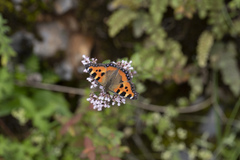 Aglais urticae chinensis