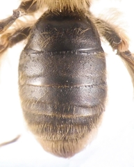 Andrena humilis