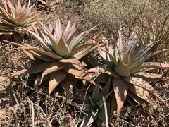 Aloe glauca