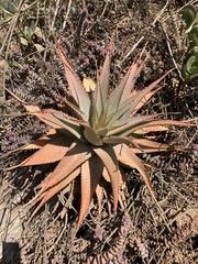Aloe glauca