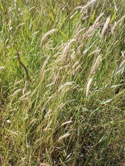 Hordeum brevisubulatum