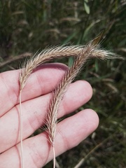 Hordeum brevisubulatum