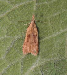 Dichomeris derasella