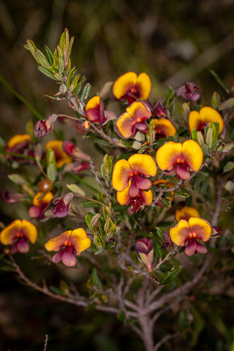 Bossiaea eriocarpa Benth.