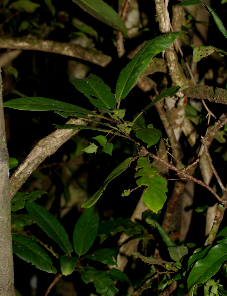 Atractocarpus aragoensis