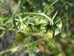 Artemisia jacutica