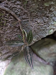 Ludisia discolor