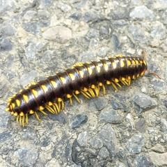 Rudiloria