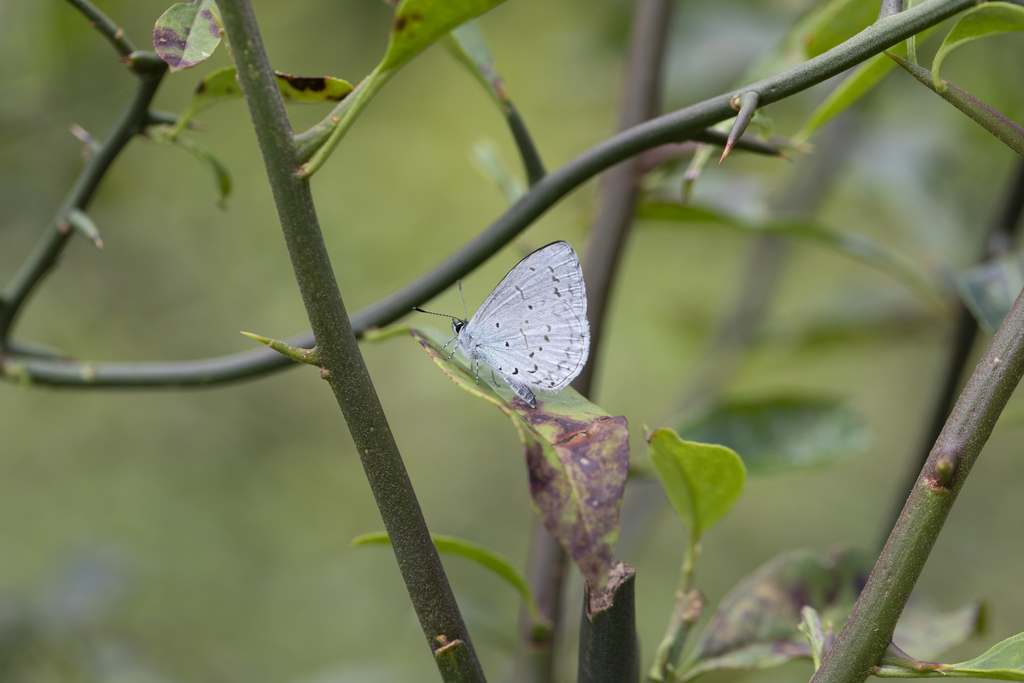 Lyona Insect Lycaenopsina from Lijiang, Yunnan, China on July 26, 2022 at 09:48 AM ...