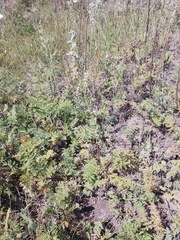 Artemisia tanacetifolia