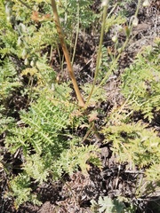 Artemisia tanacetifolia