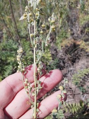 Artemisia tanacetifolia