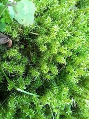 Rhytidiadelphus squarrosus