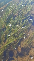 Potamogeton perfoliatus
