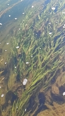 Potamogeton perfoliatus