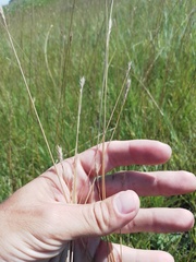 Hordeum roshevitzii