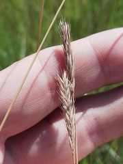 Hordeum roshevitzii