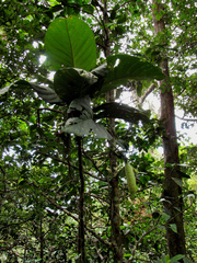 Atractocarpus baladicus