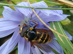 Sericomyia silentis