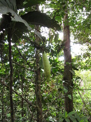 Atractocarpus baladicus