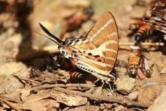 Graphium aristeus