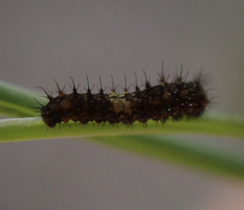 Lastinrepci (Papilionidae)