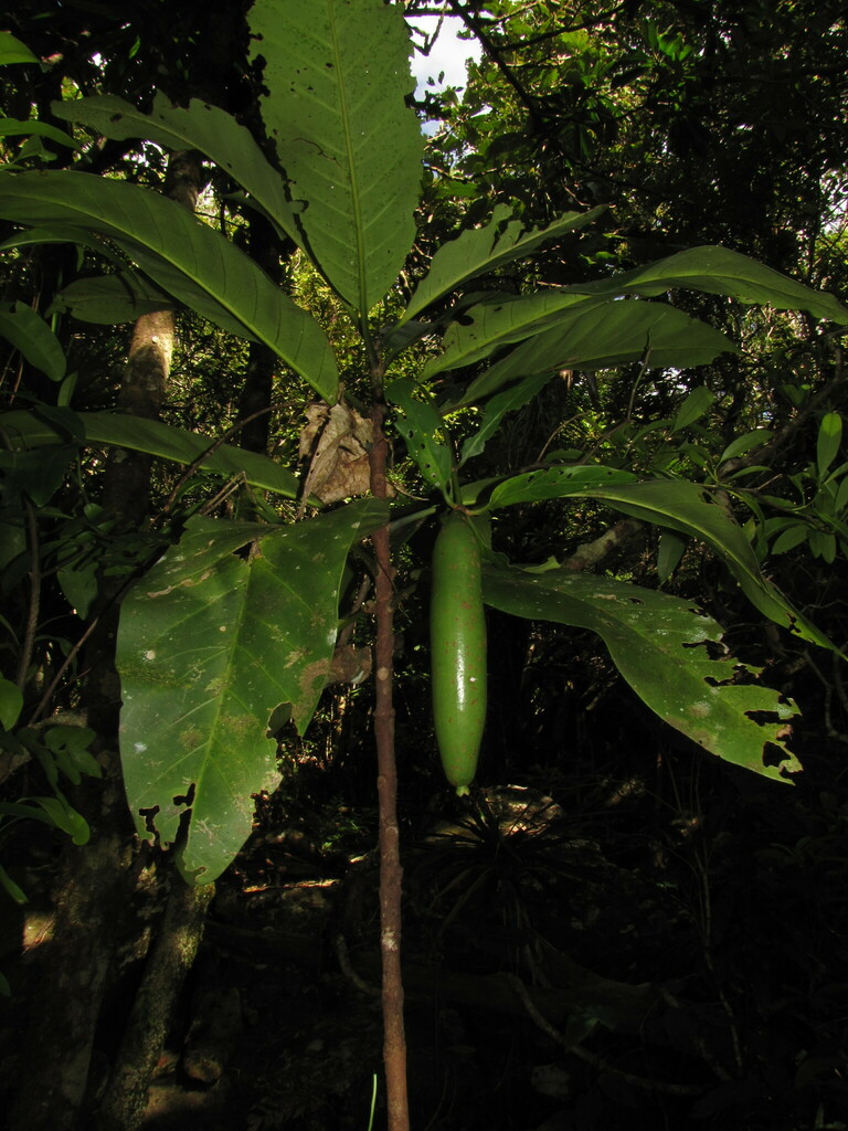 Atractocarpus baladicus