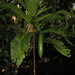 Atractocarpus baladicus - Photo (c) hervevan, algunos derechos reservados (CC BY-NC)