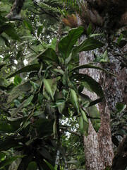 Atractocarpus baladicus